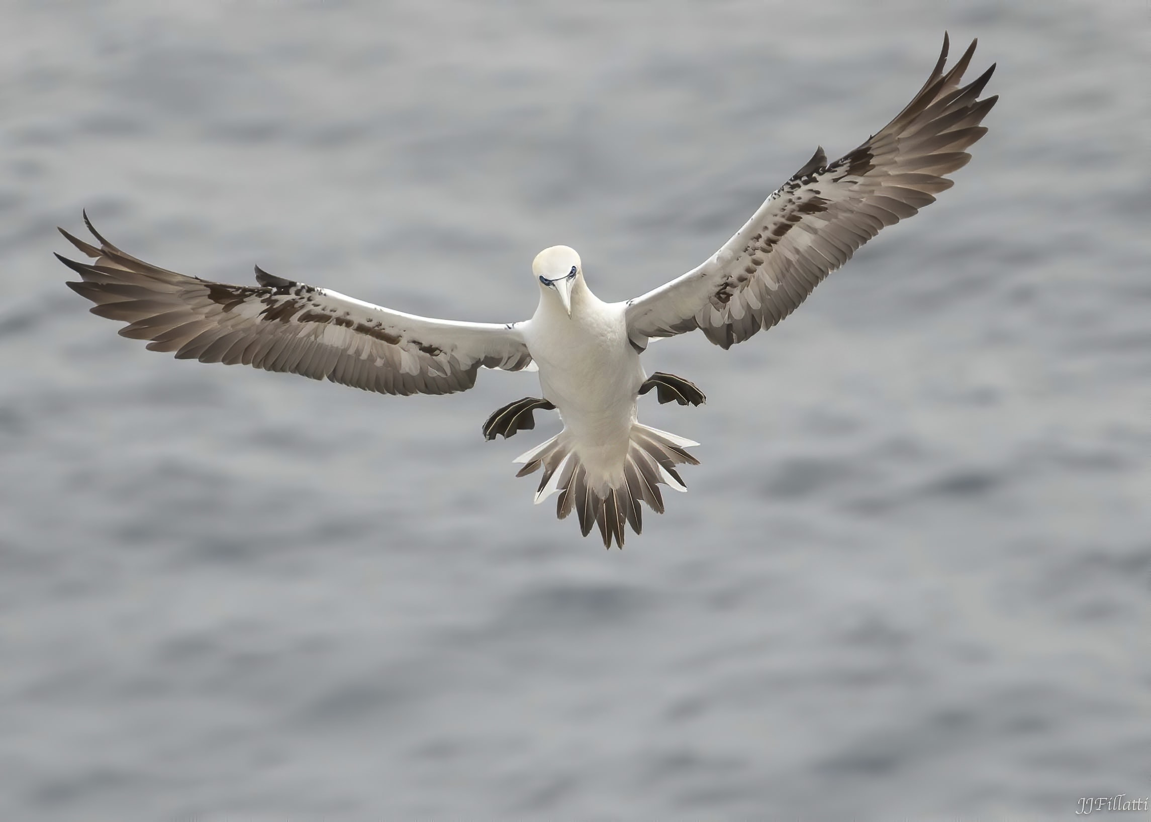 bird of iceland image 14